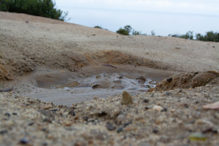 Puddle From the Night's Rain.