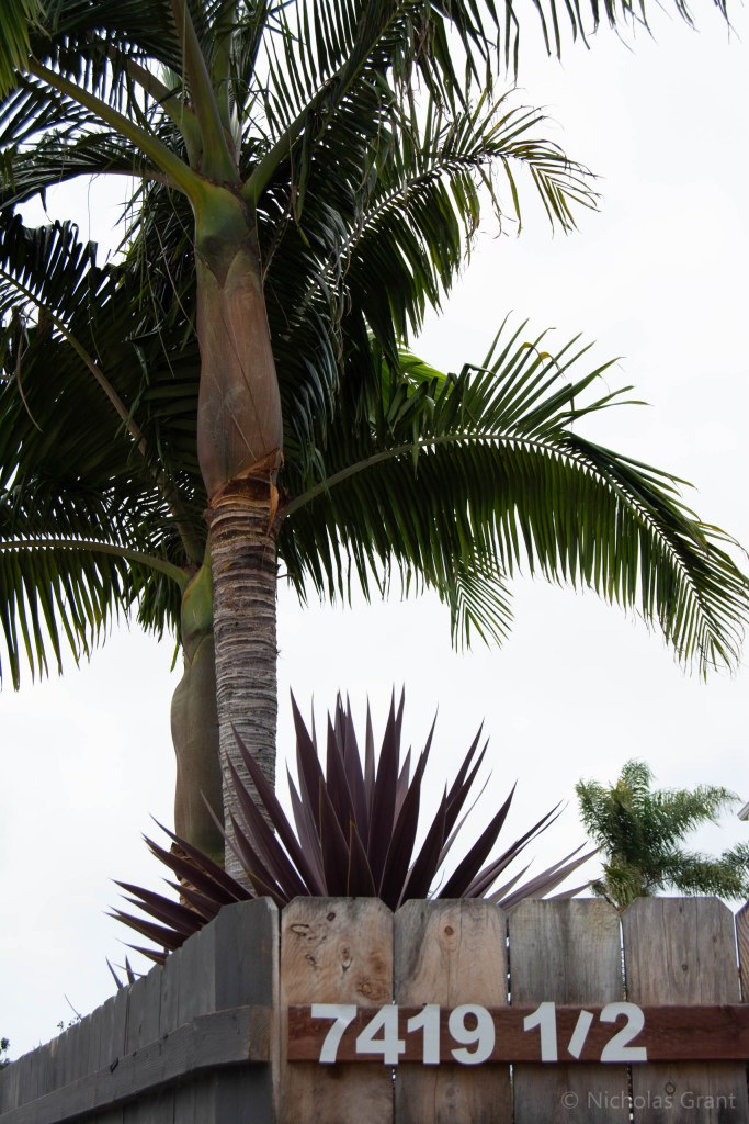 Trees of 7419 and 1/2 (right)