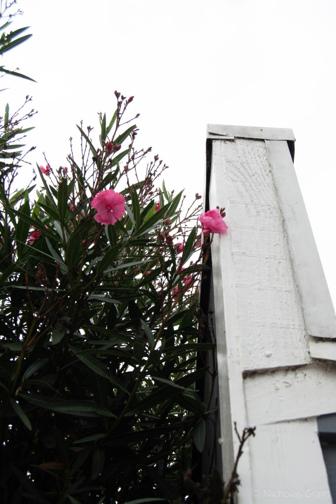 Pink Flowers and a White Fence (right)