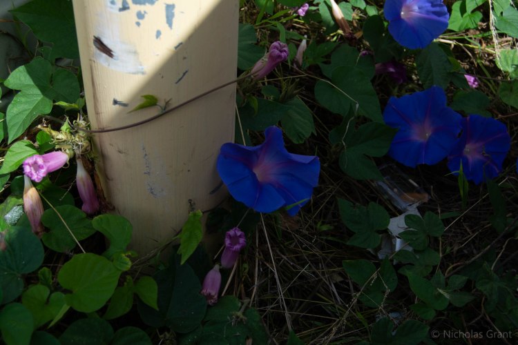 Mysterious Flower (down)